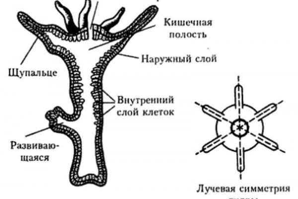 Кракен торговая